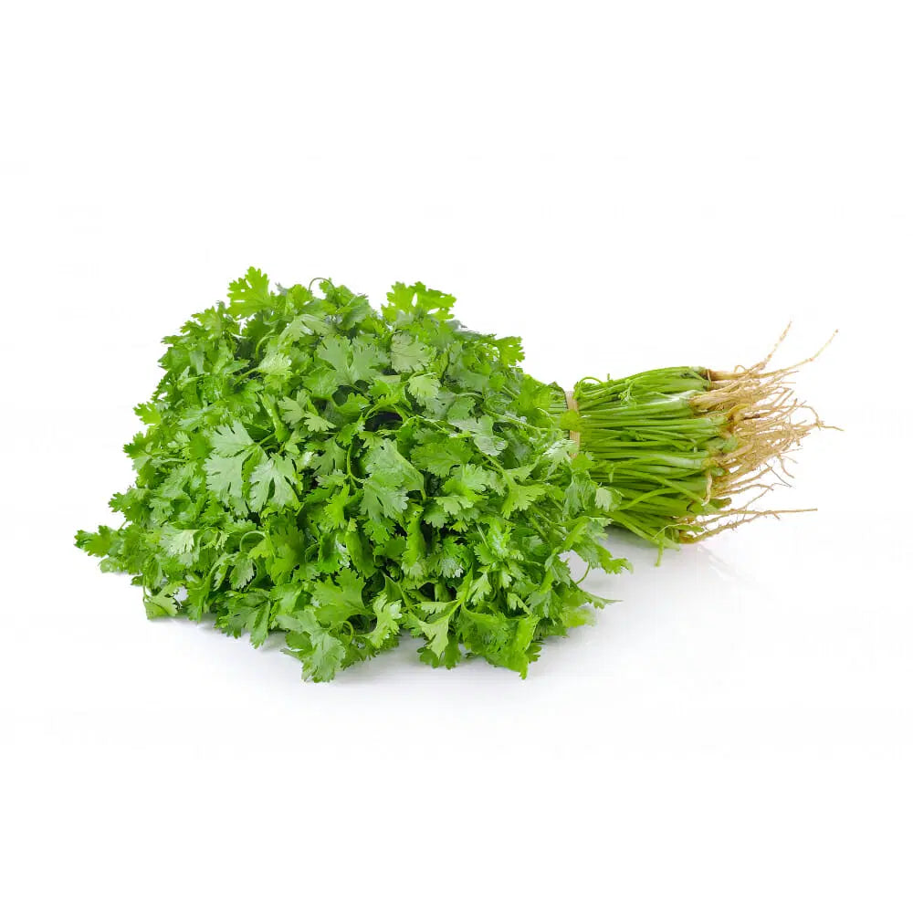 Green Coriander Dhaniya